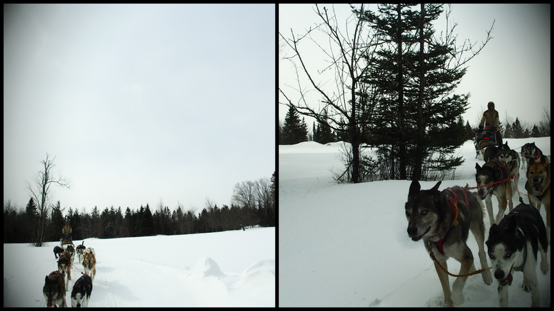 Illustration for article titled Where the Dogs Are: A Dogsledding Photo Diary